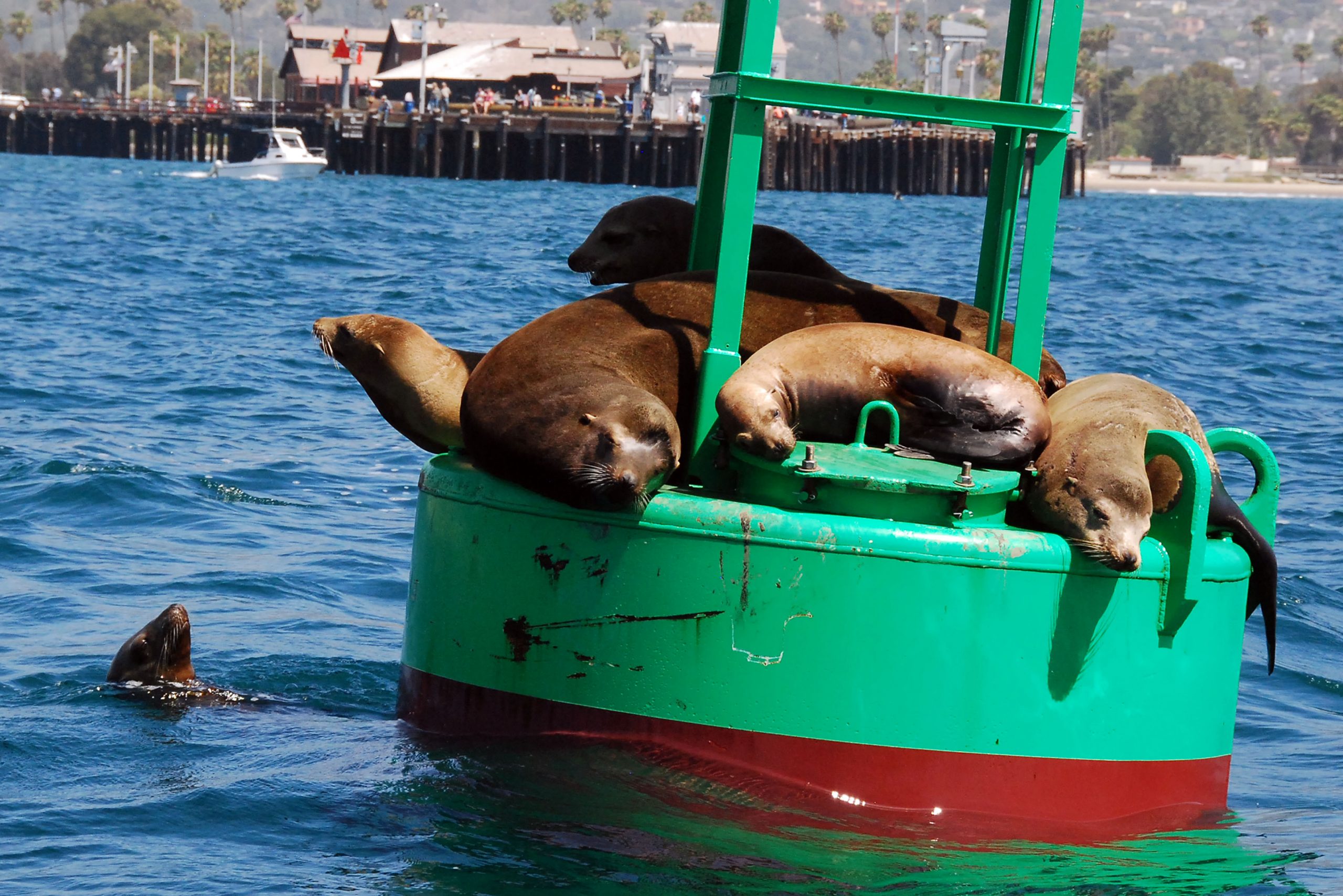 Simi Valley Corvettes