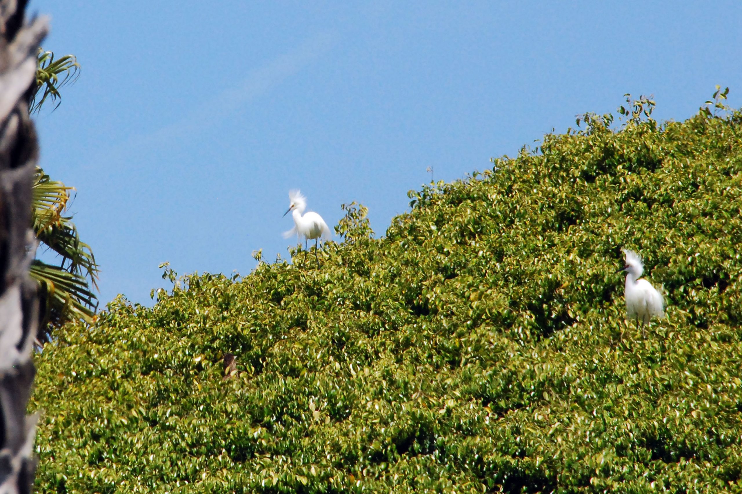 Simi Valley Corvettes