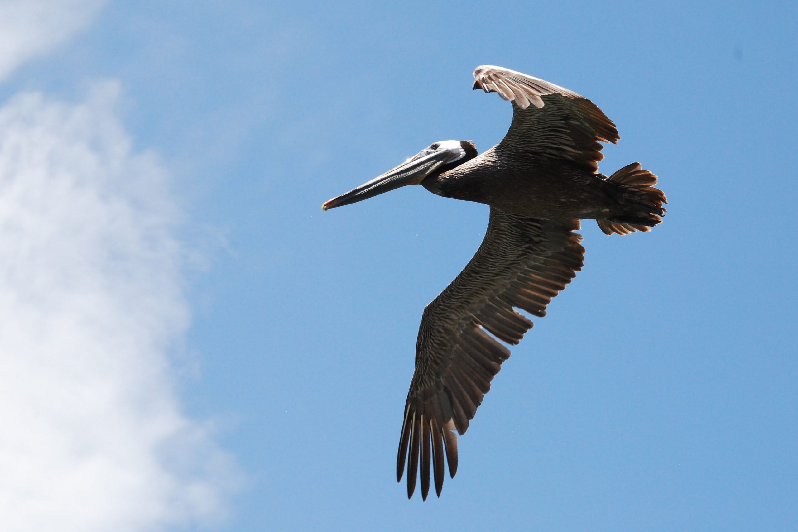 Simi Valley Corvettes
