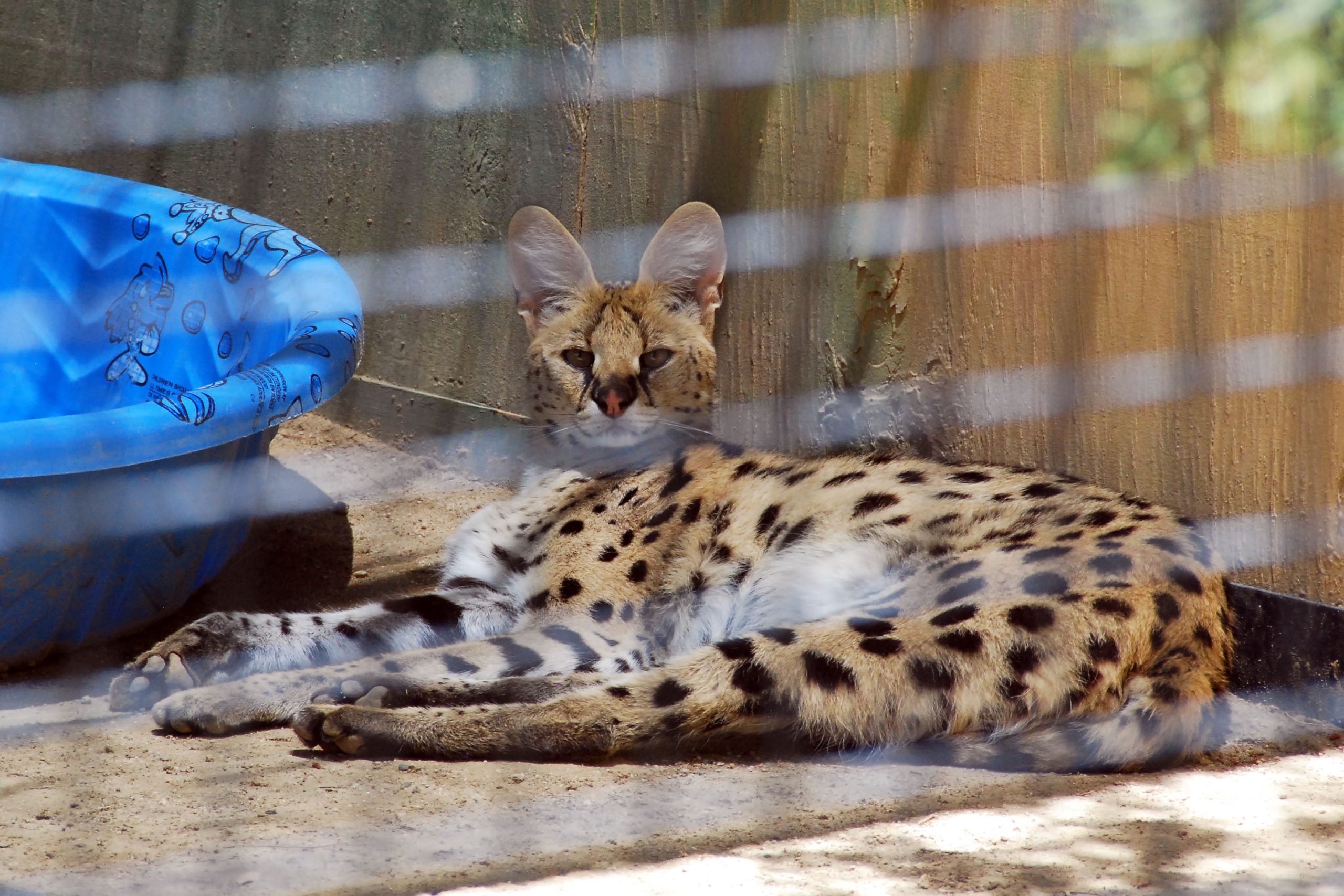Simi Valley Corvettes