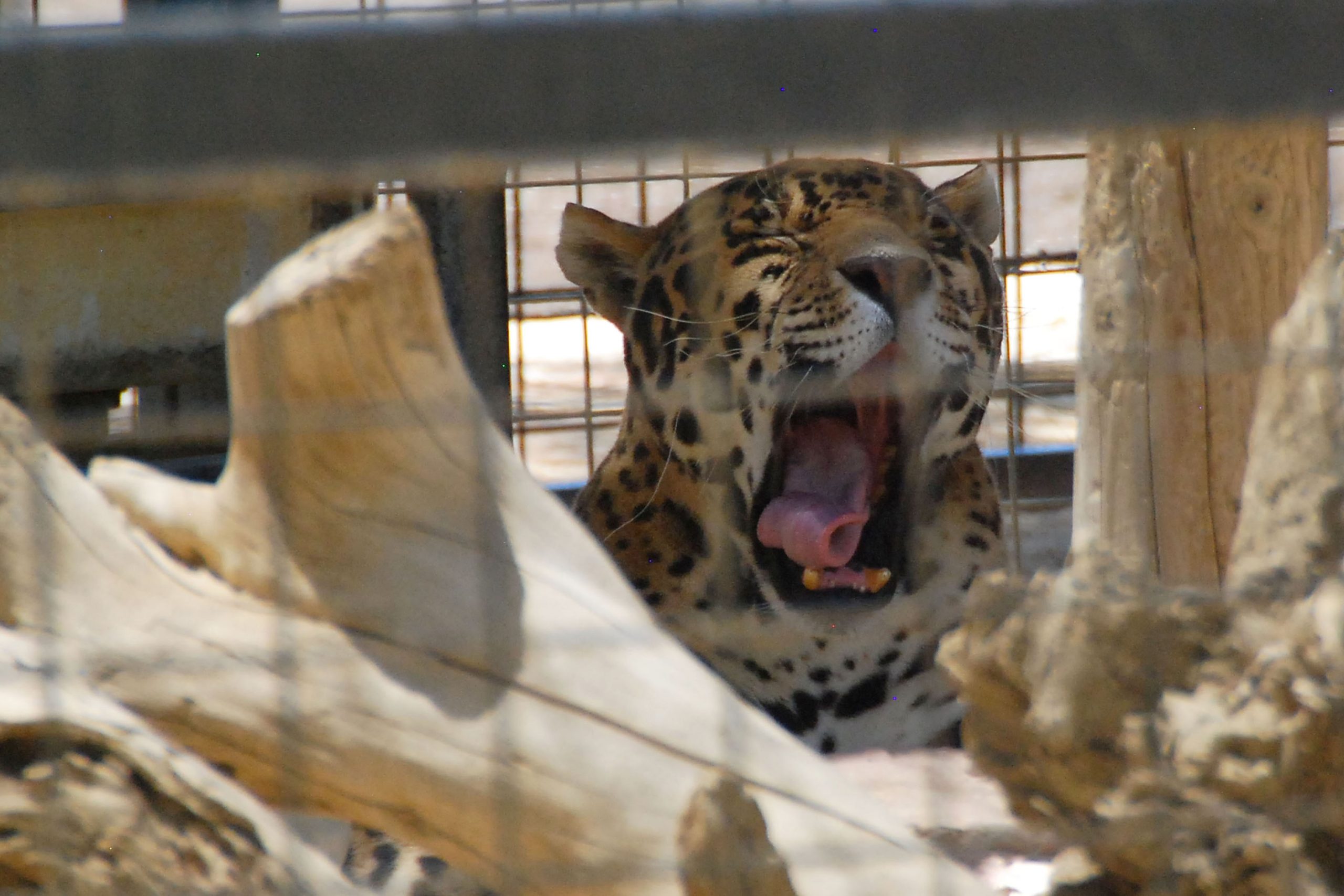 Simi Valley Corvettes