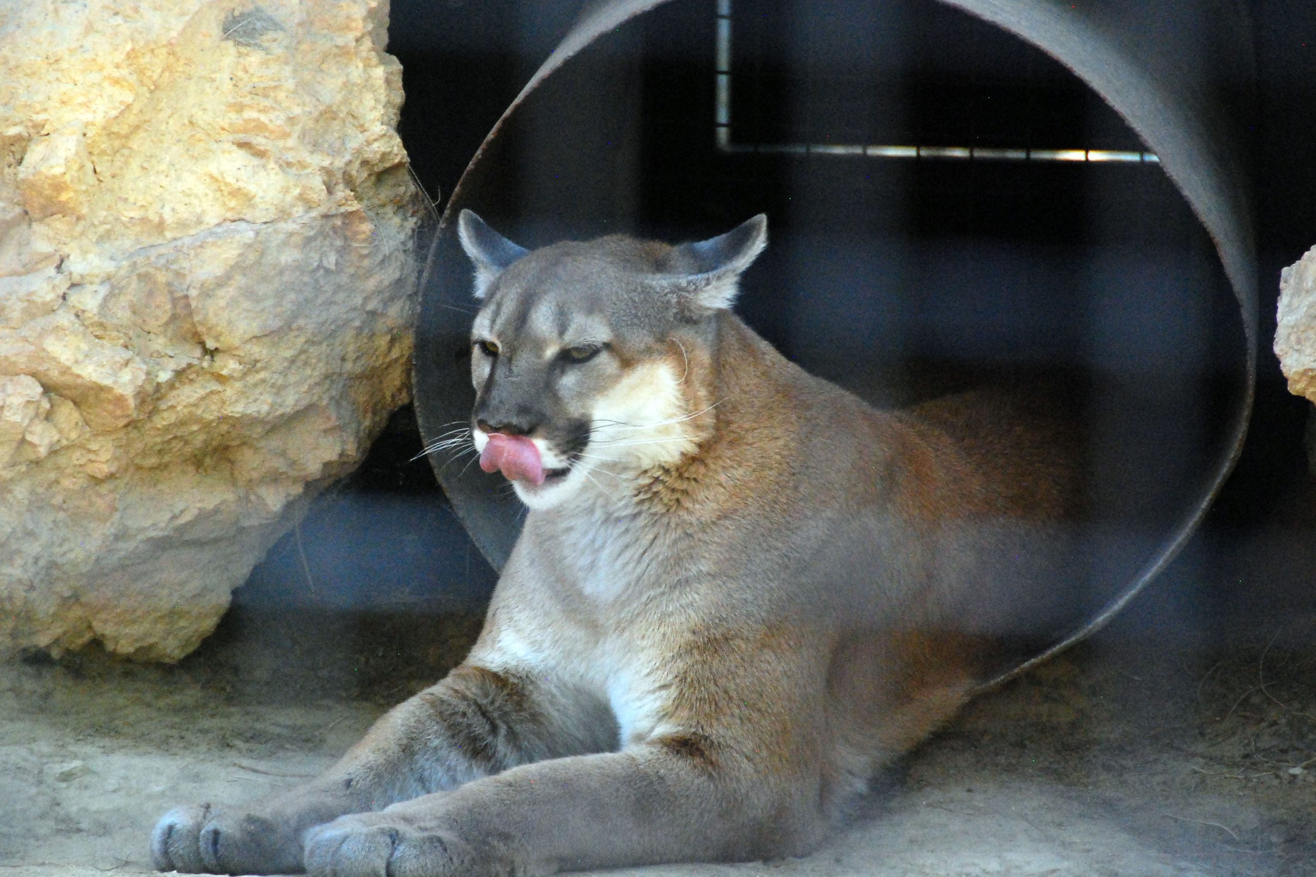 Simi Valley Corvettes