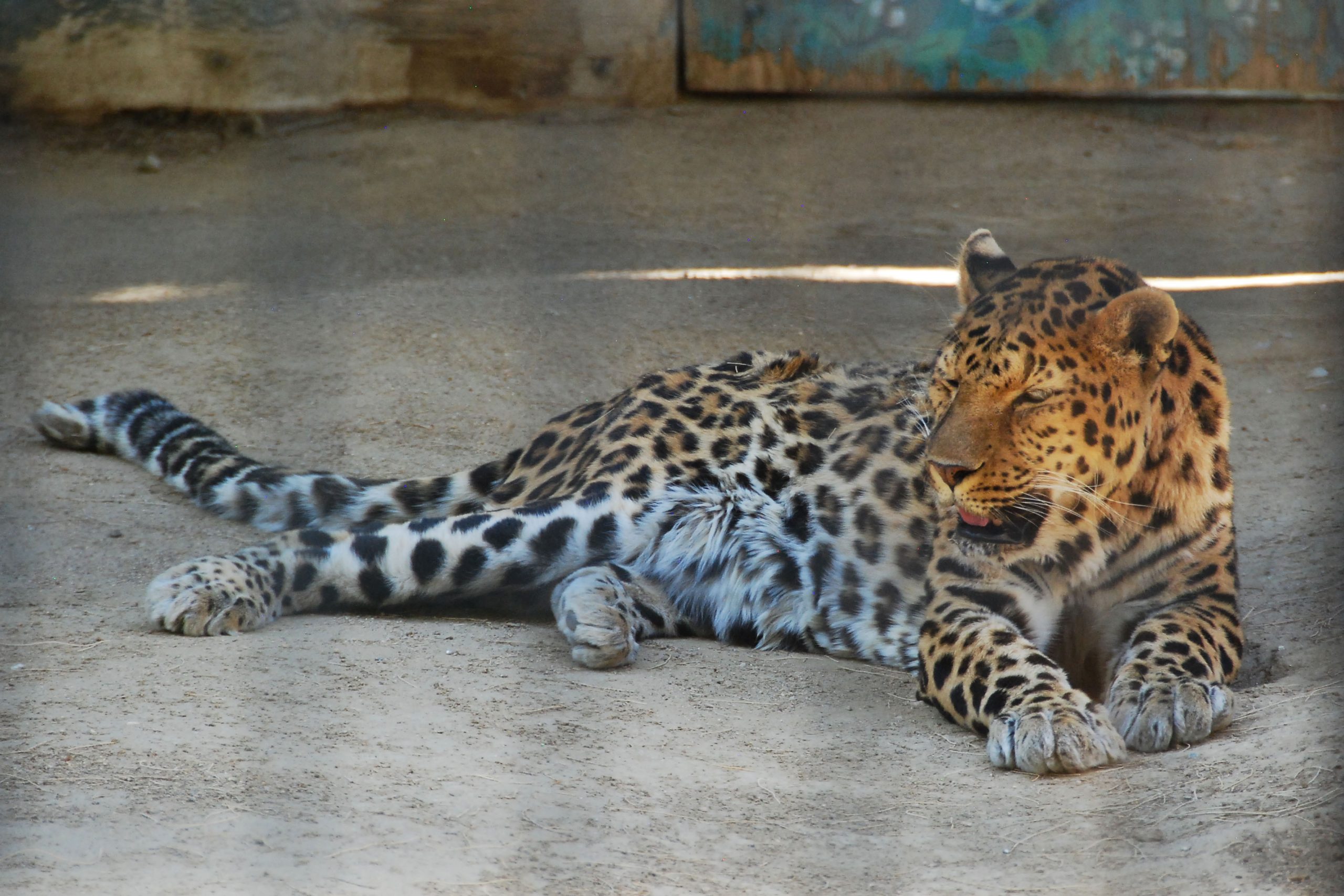 Simi Valley Corvettes