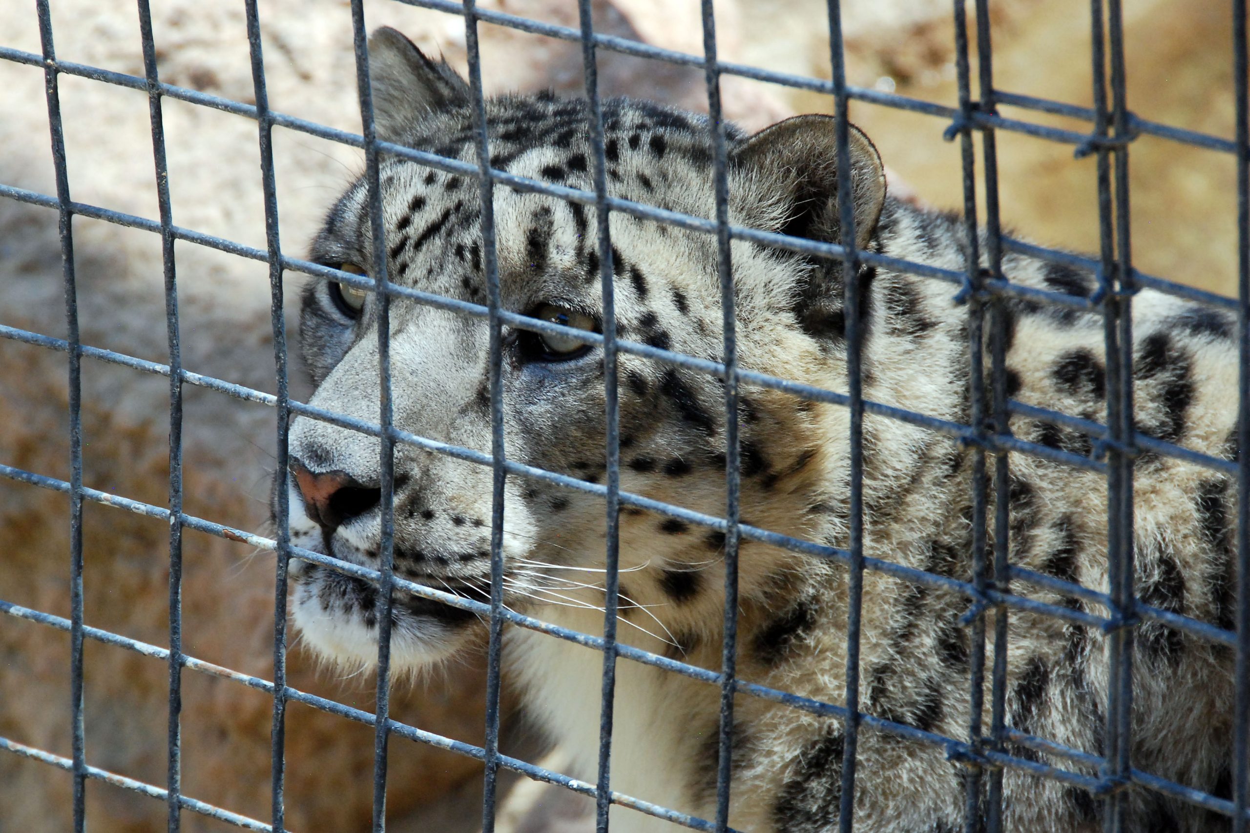 Simi Valley Corvettes