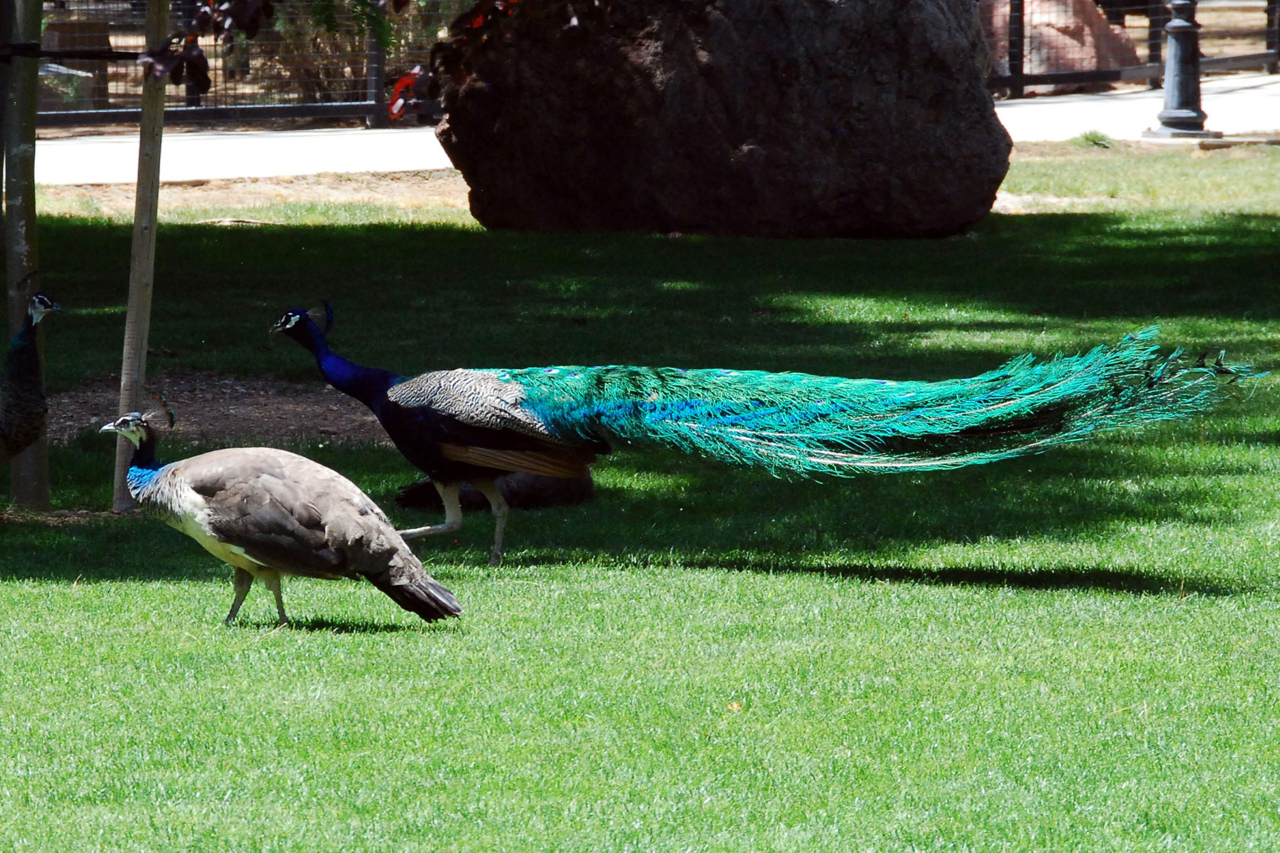 Simi Valley Corvettes