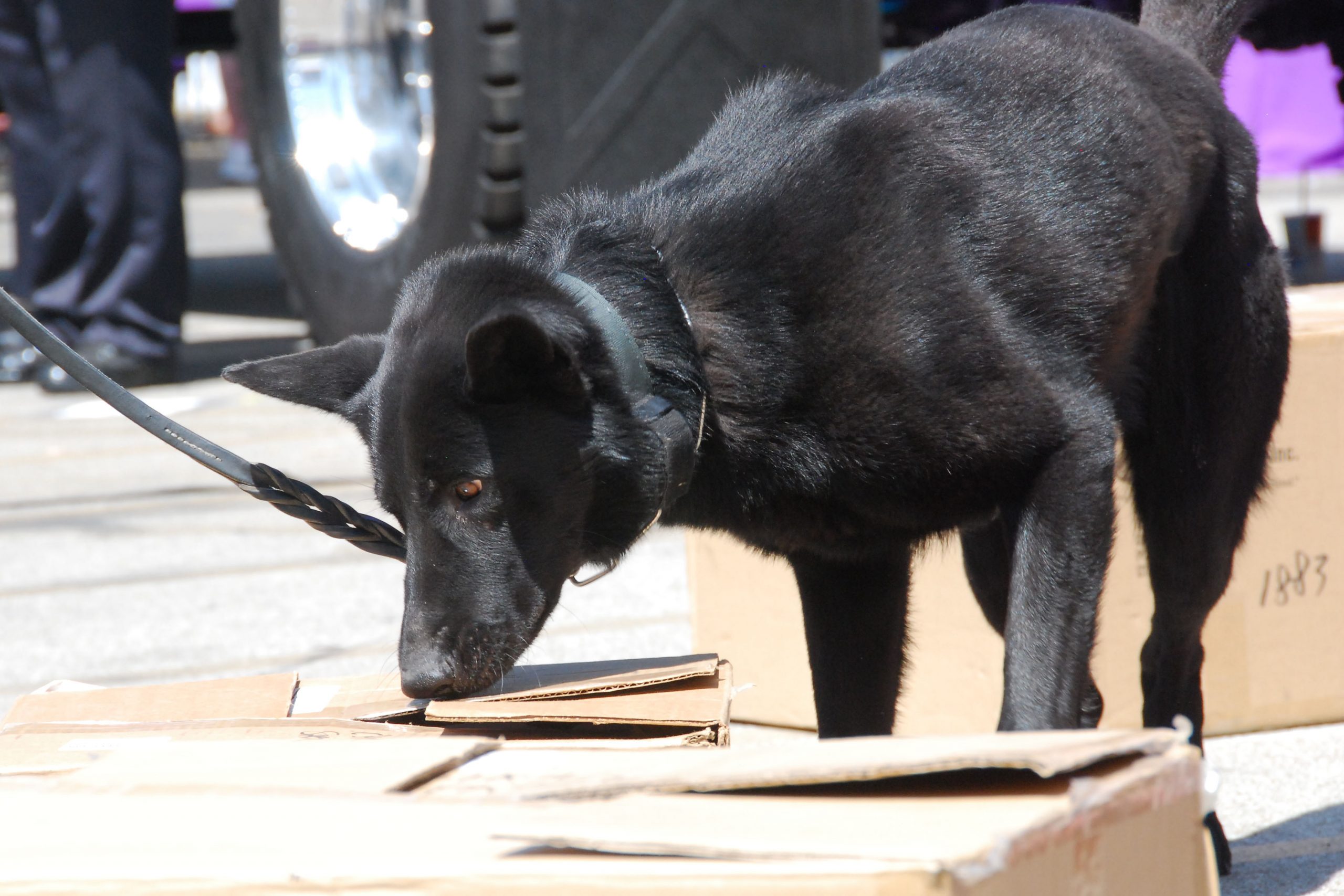 Simi Valley Corvettes
