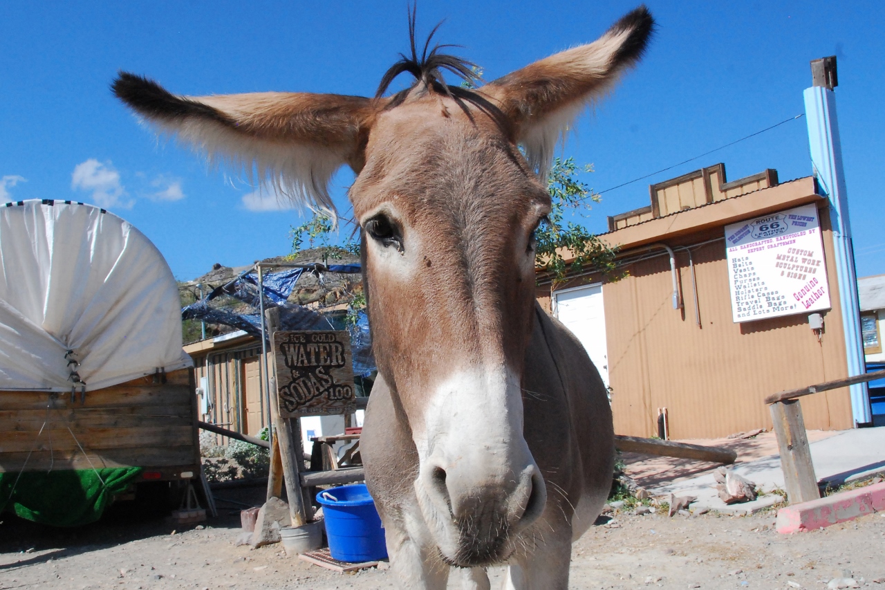 Simi Valley Corvettes