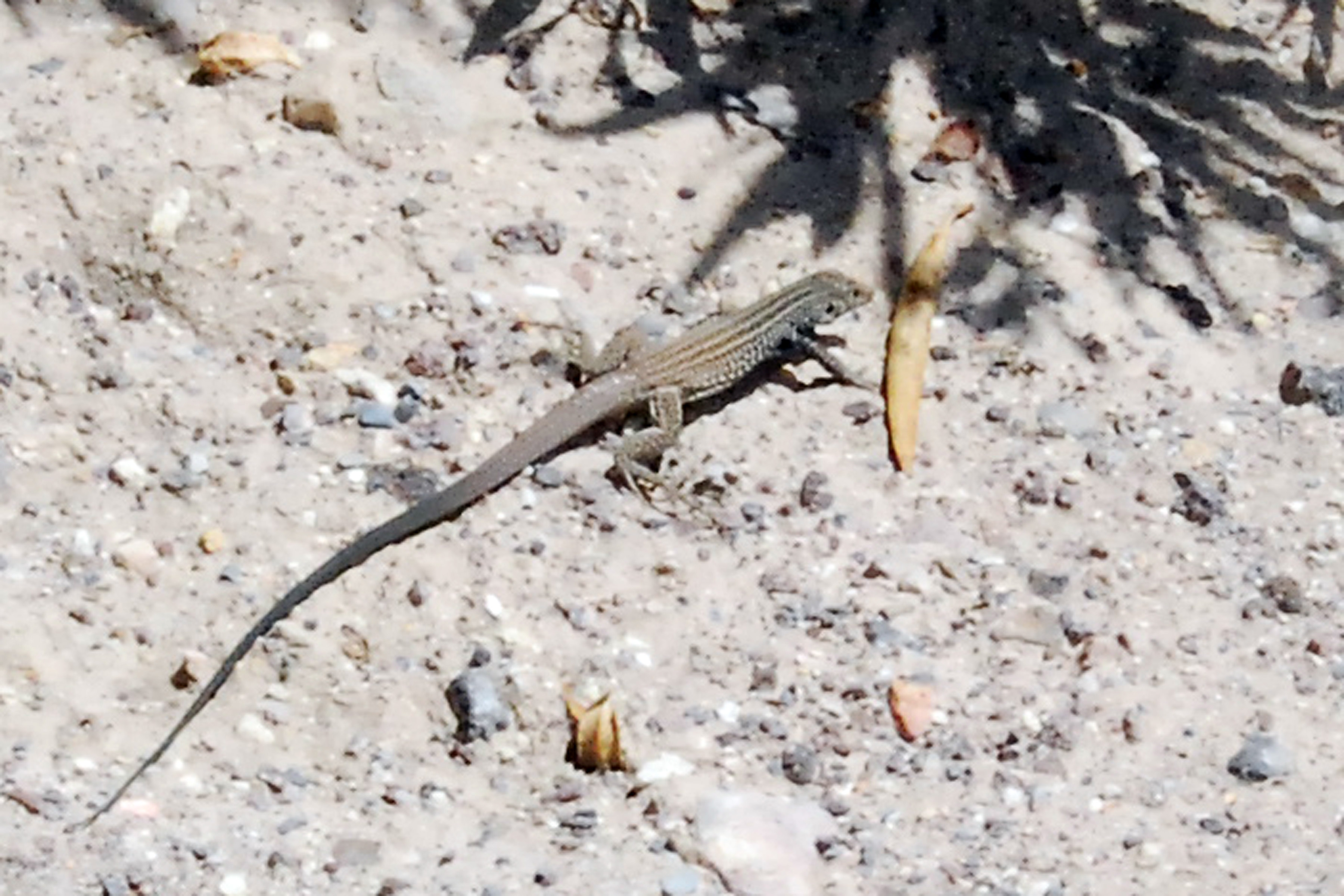 Simi Valley Corvettes