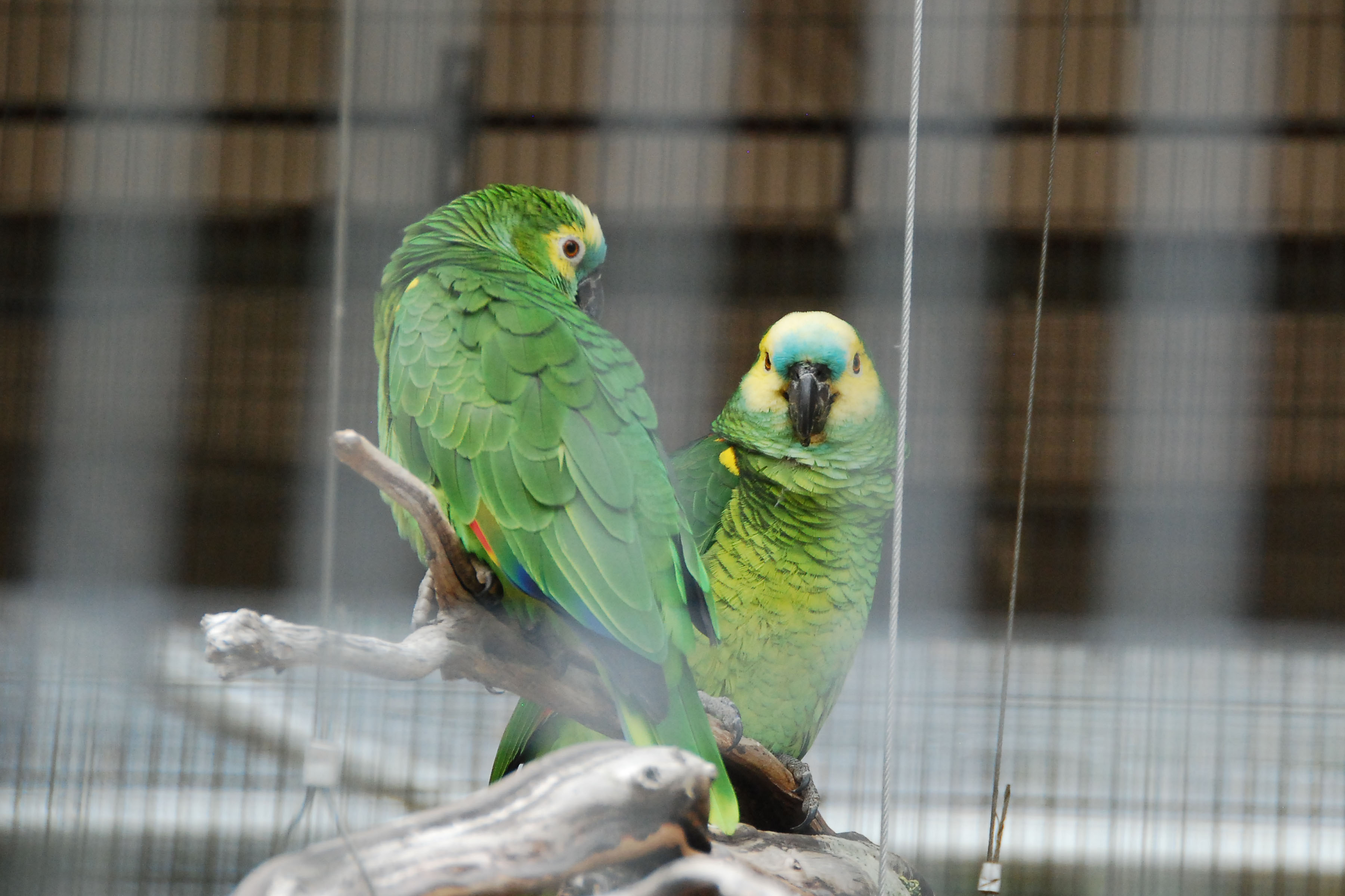 Simi Valley Corvettes