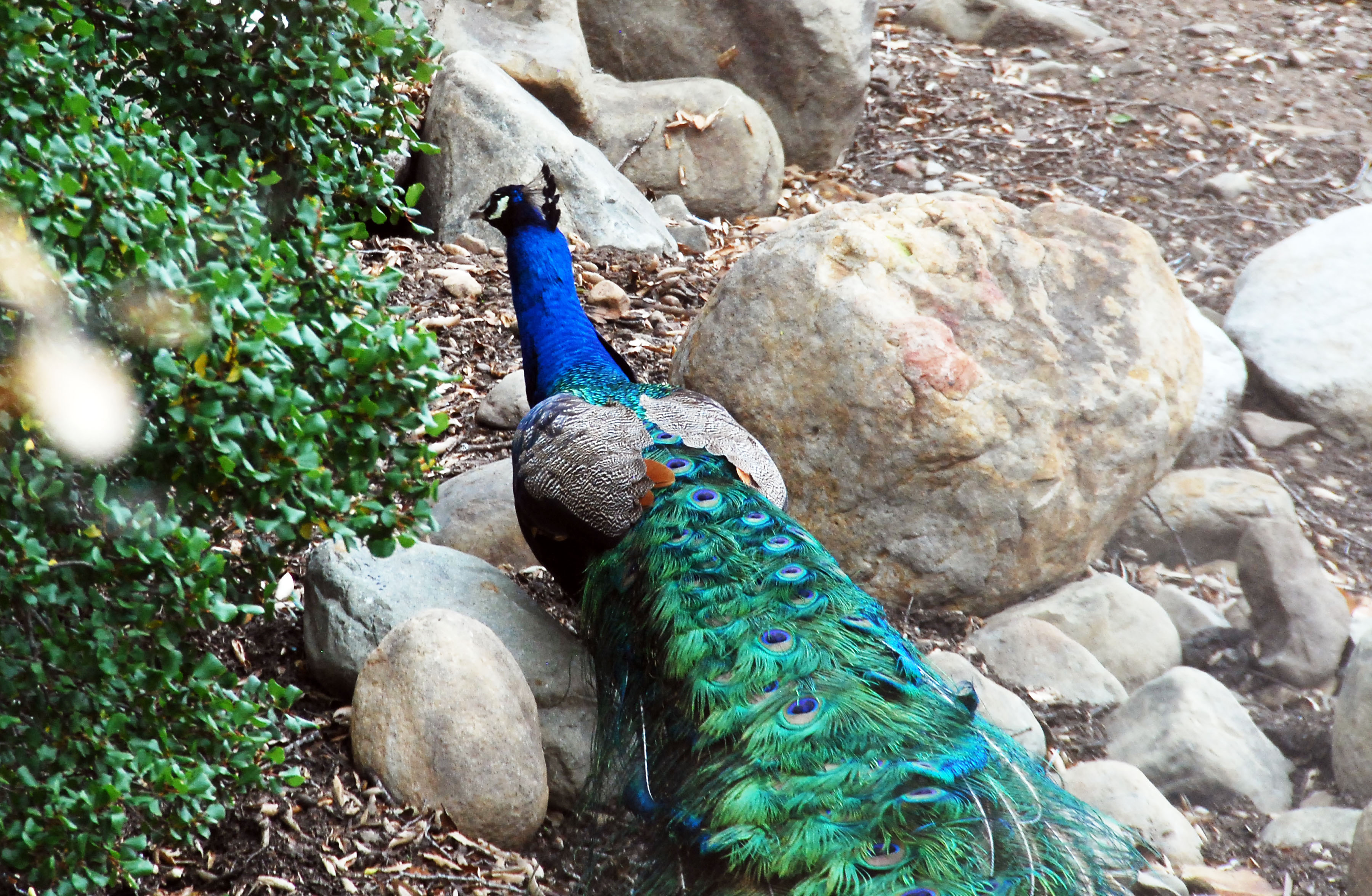 Simi Valley Corvettes