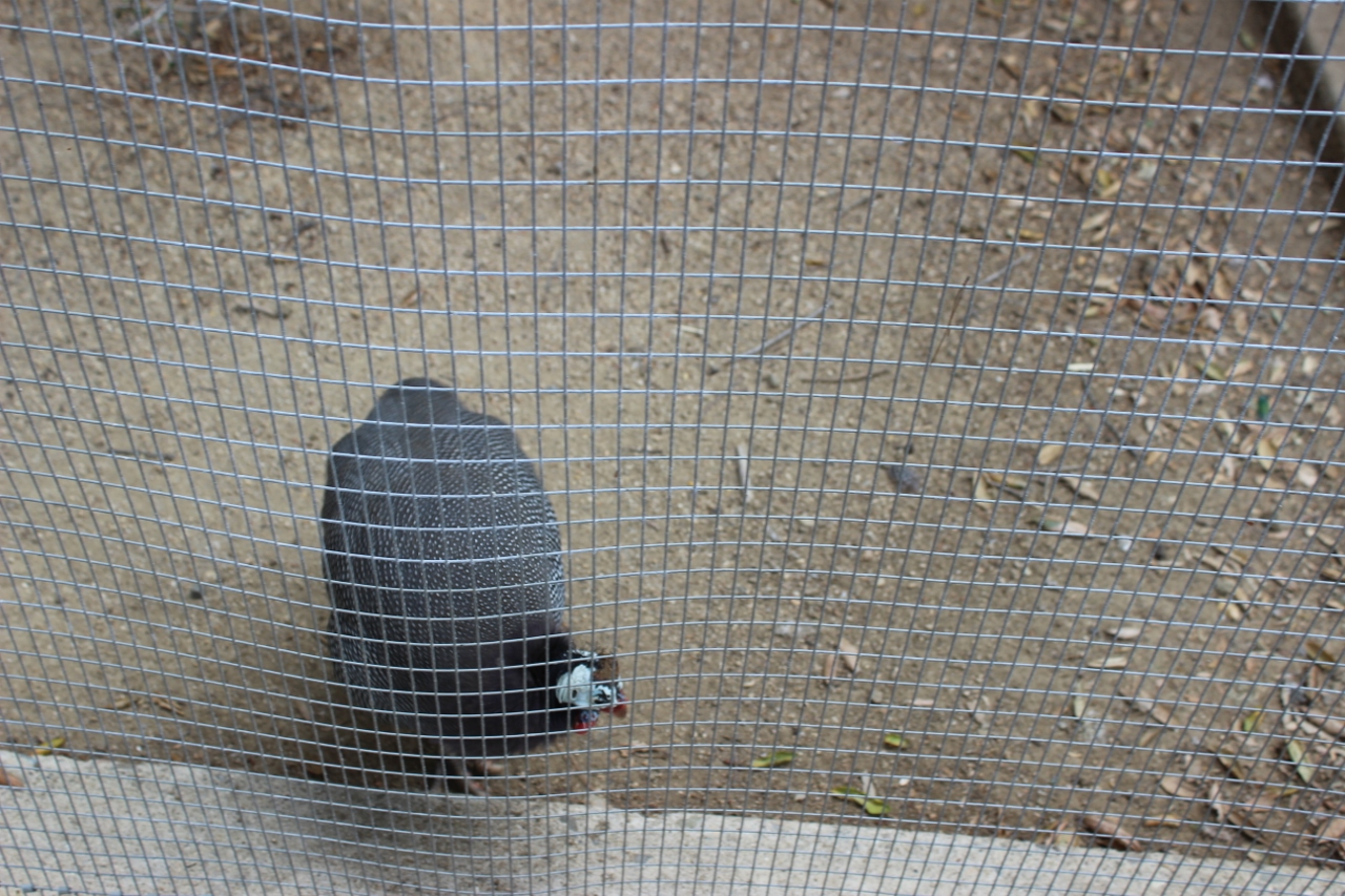 Simi Valley Corvettes