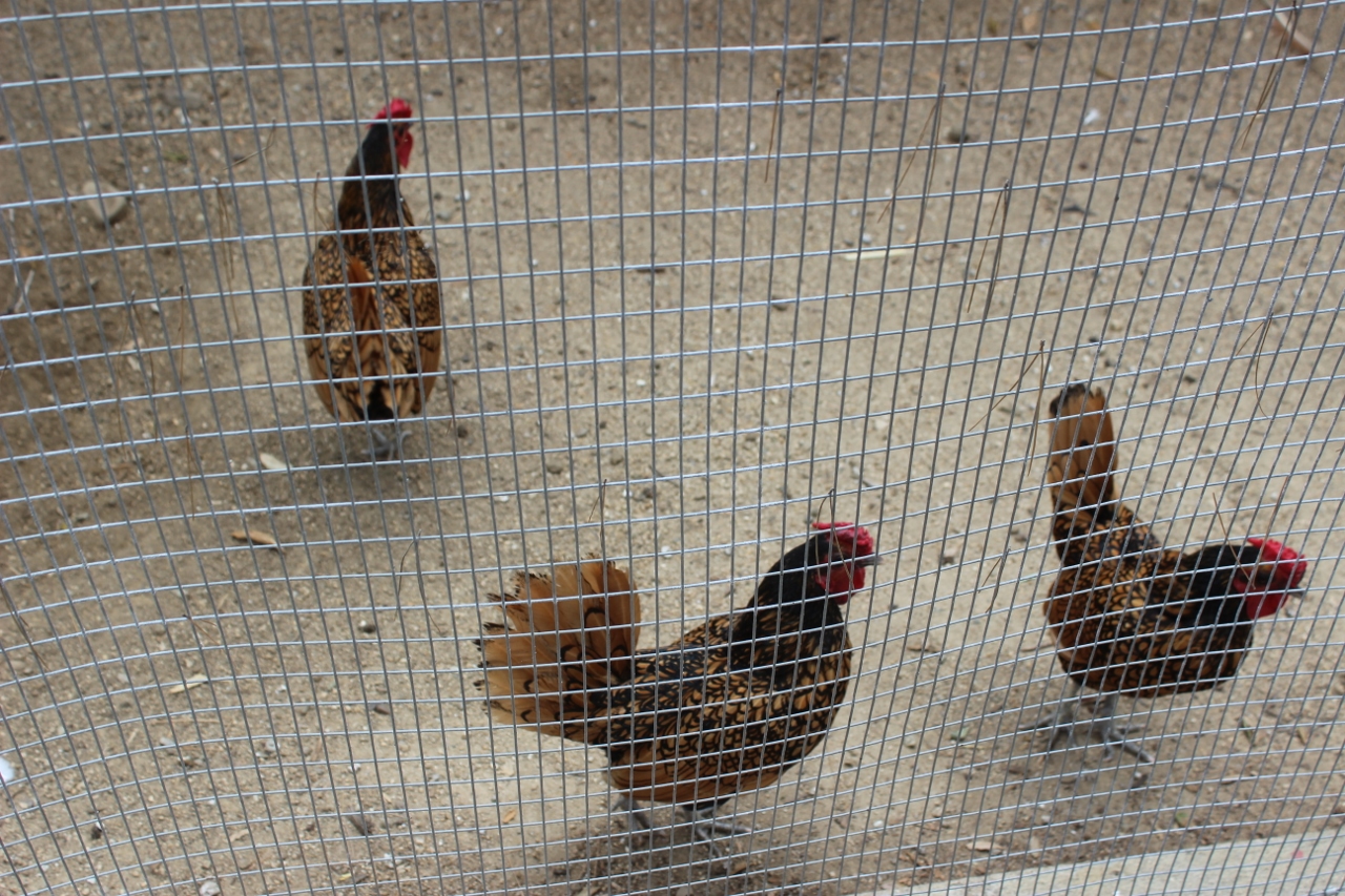 Simi Valley Corvettes