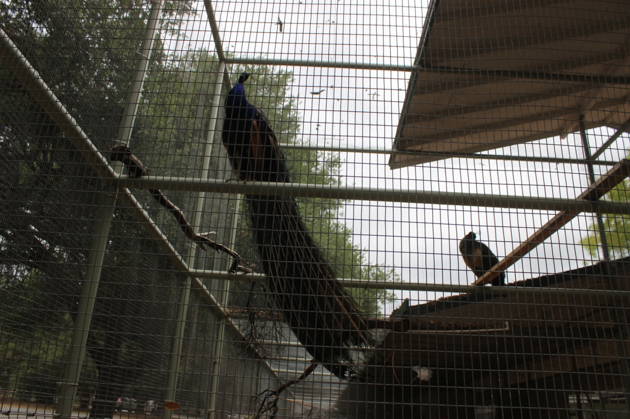 Simi Valley Corvettes