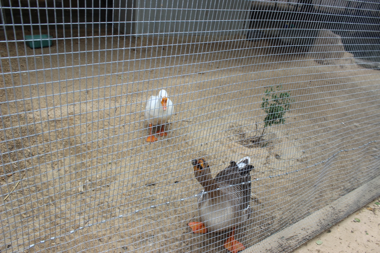Simi Valley Corvettes