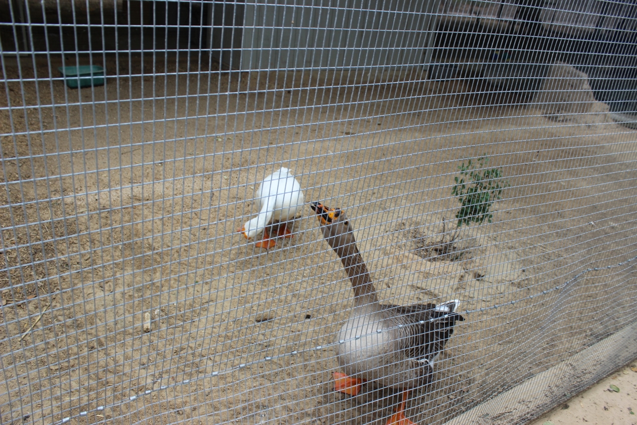 Simi Valley Corvettes