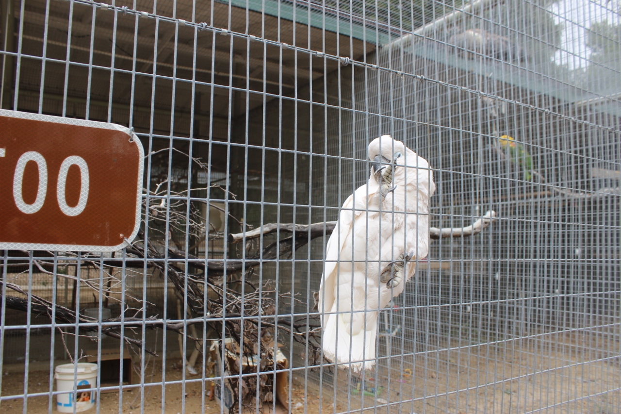 Simi Valley Corvettes