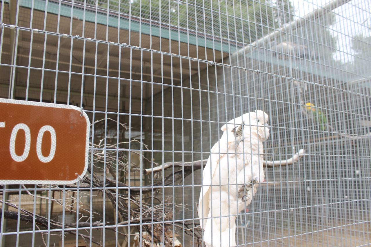 Simi Valley Corvettes