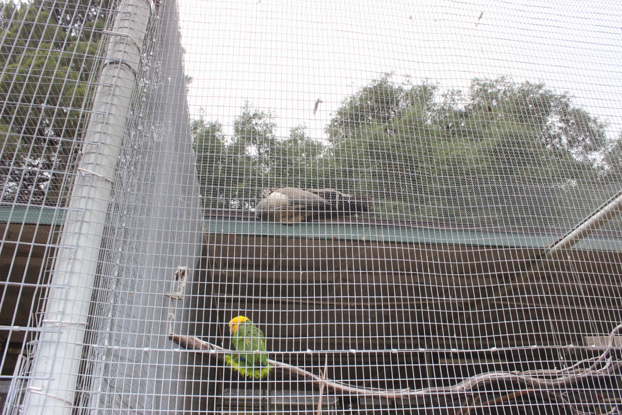 Simi Valley Corvettes