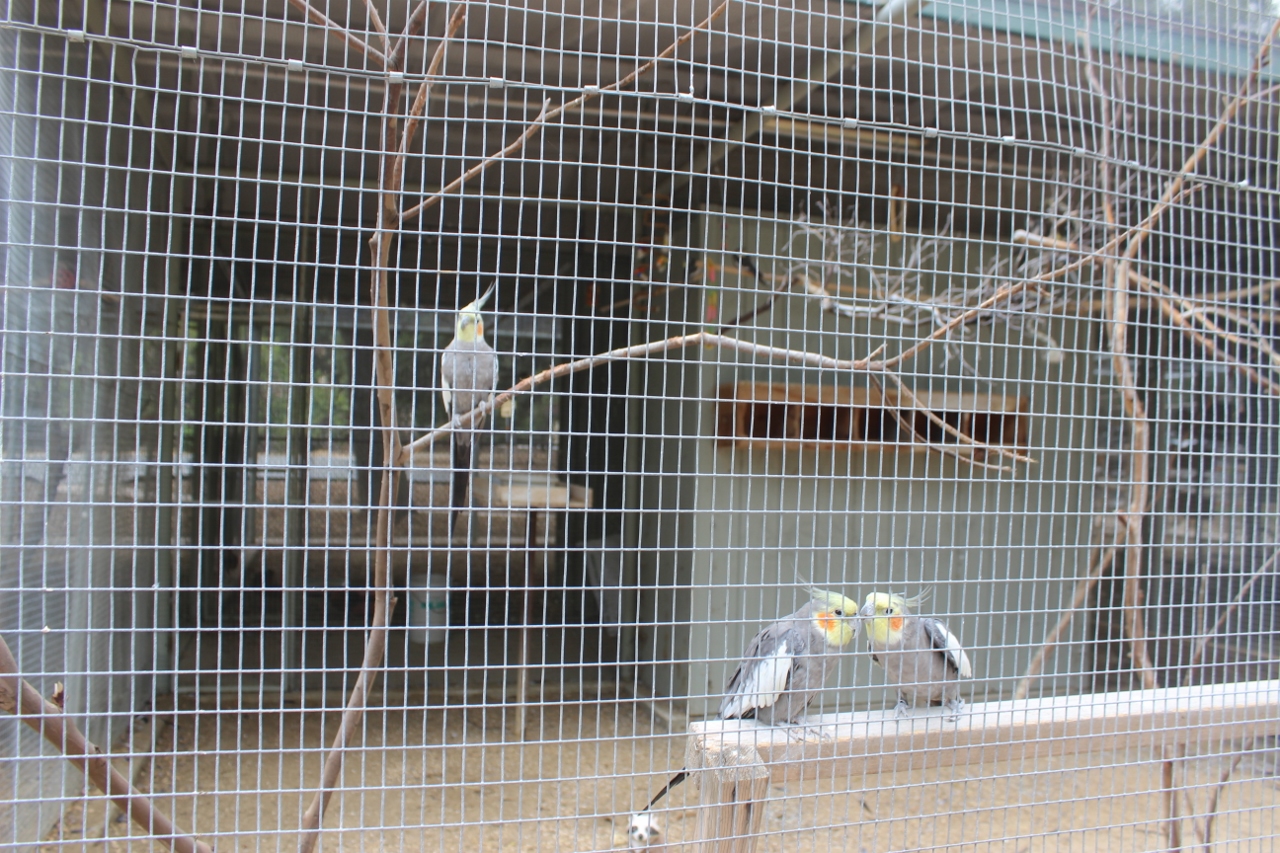 Simi Valley Corvettes
