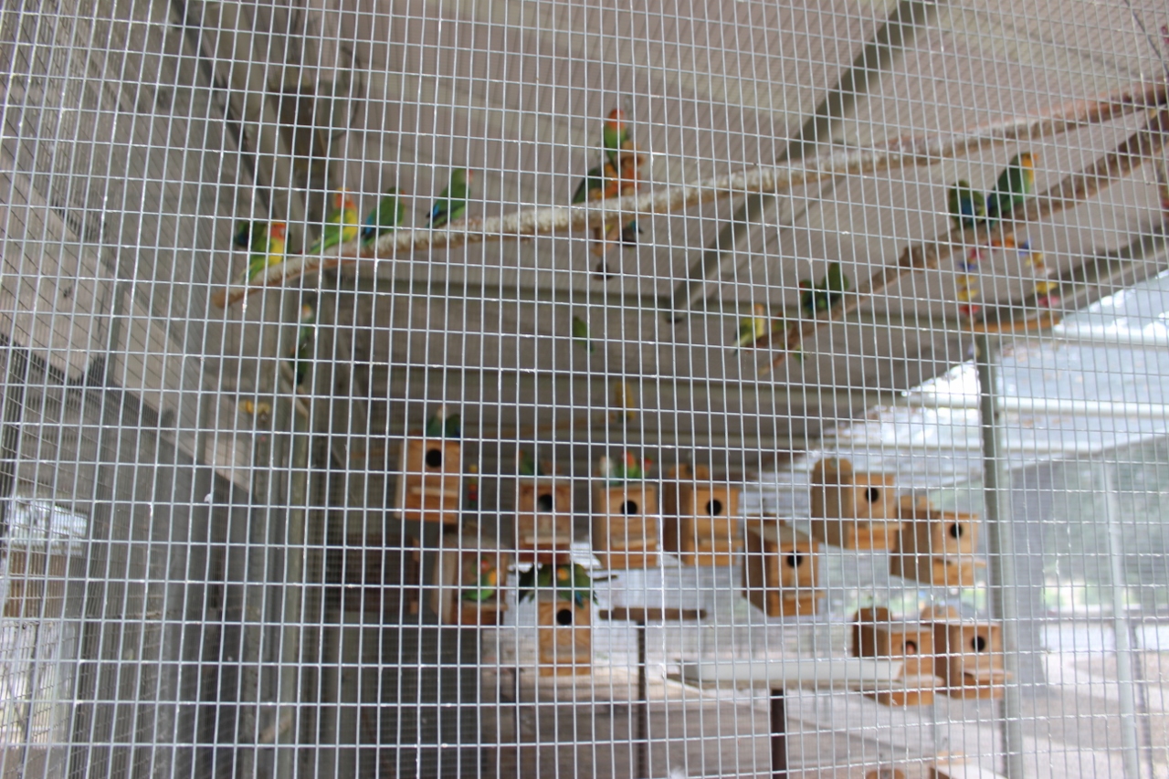 Simi Valley Corvettes