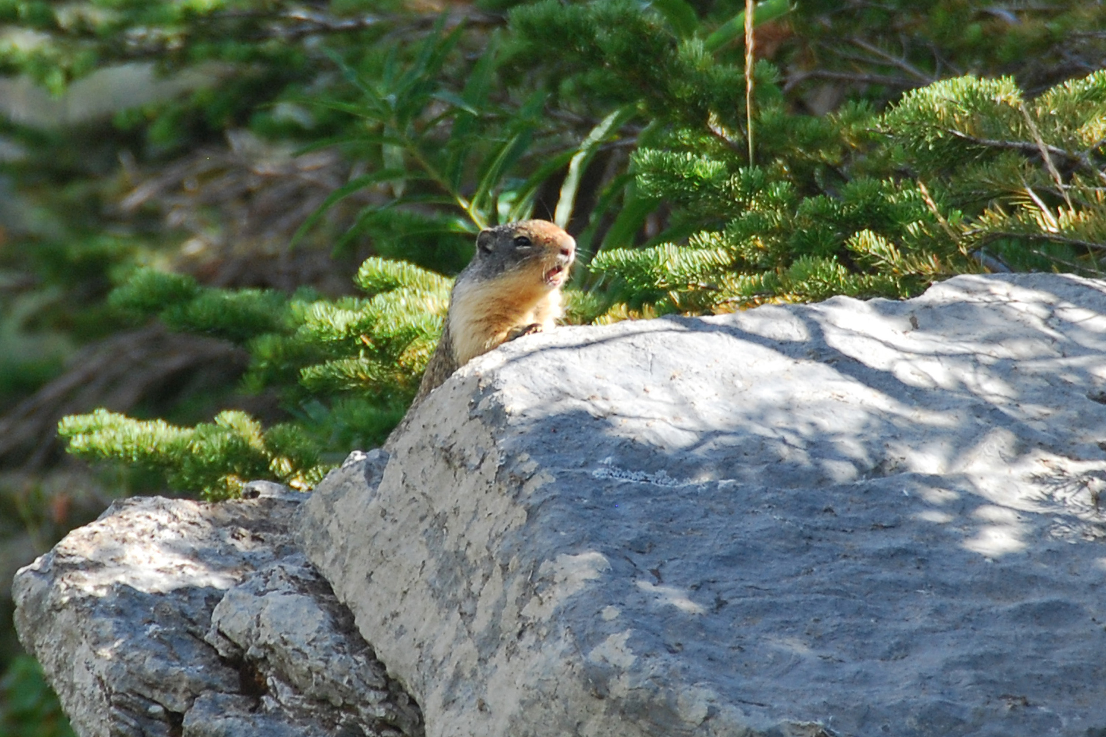 Simi Valley Corvettes