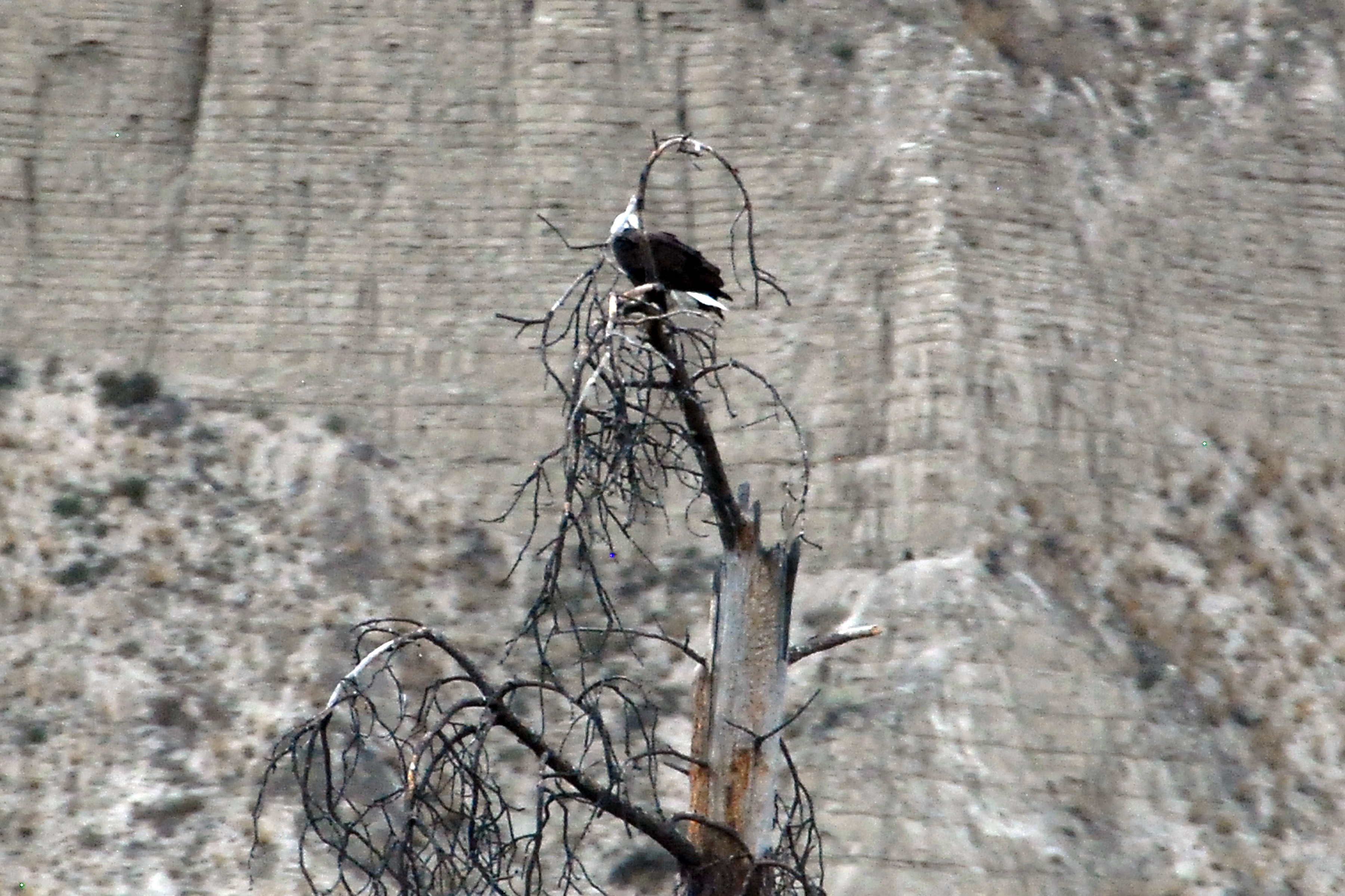 Simi Valley Corvettes