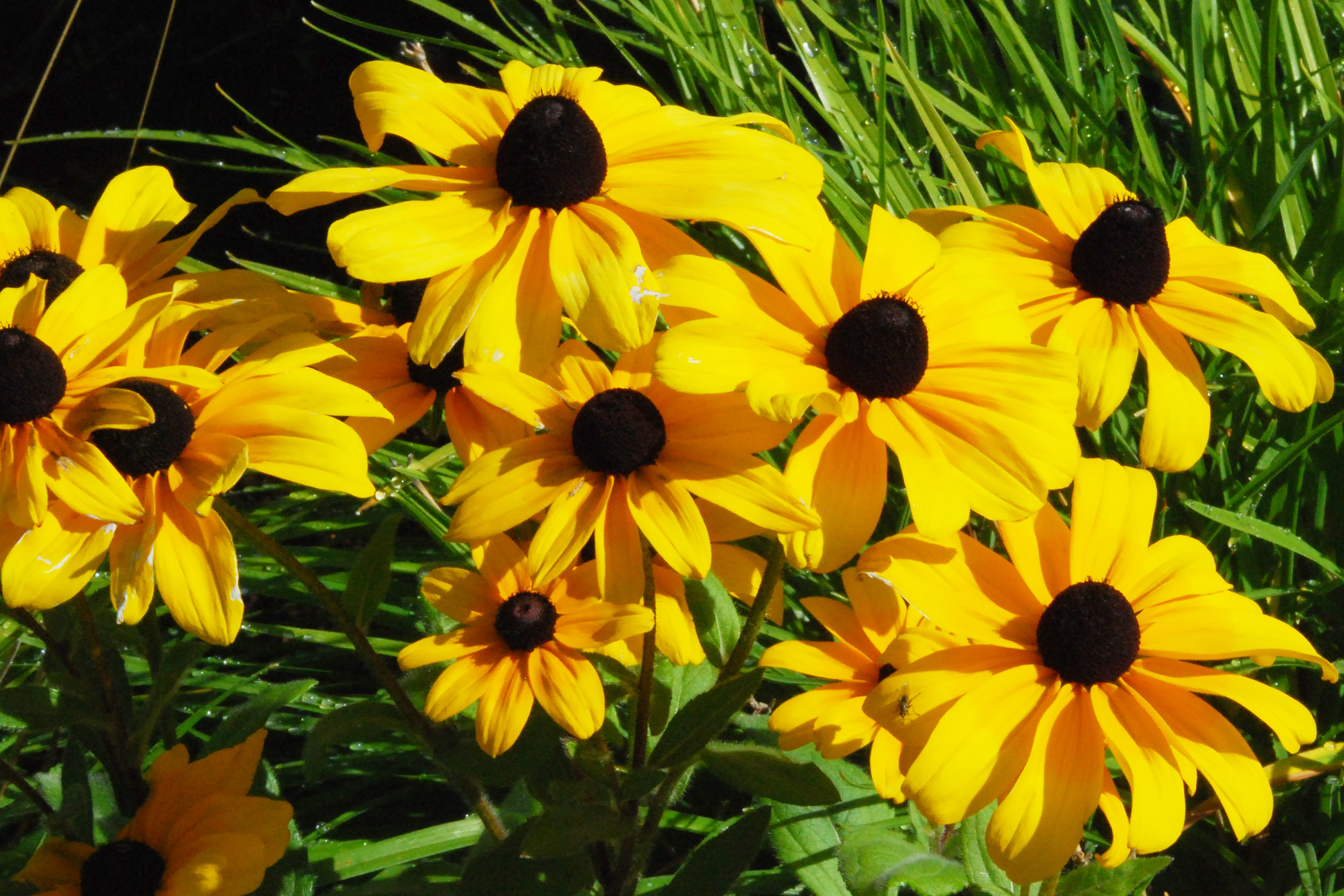 Simi Valley Corvettes