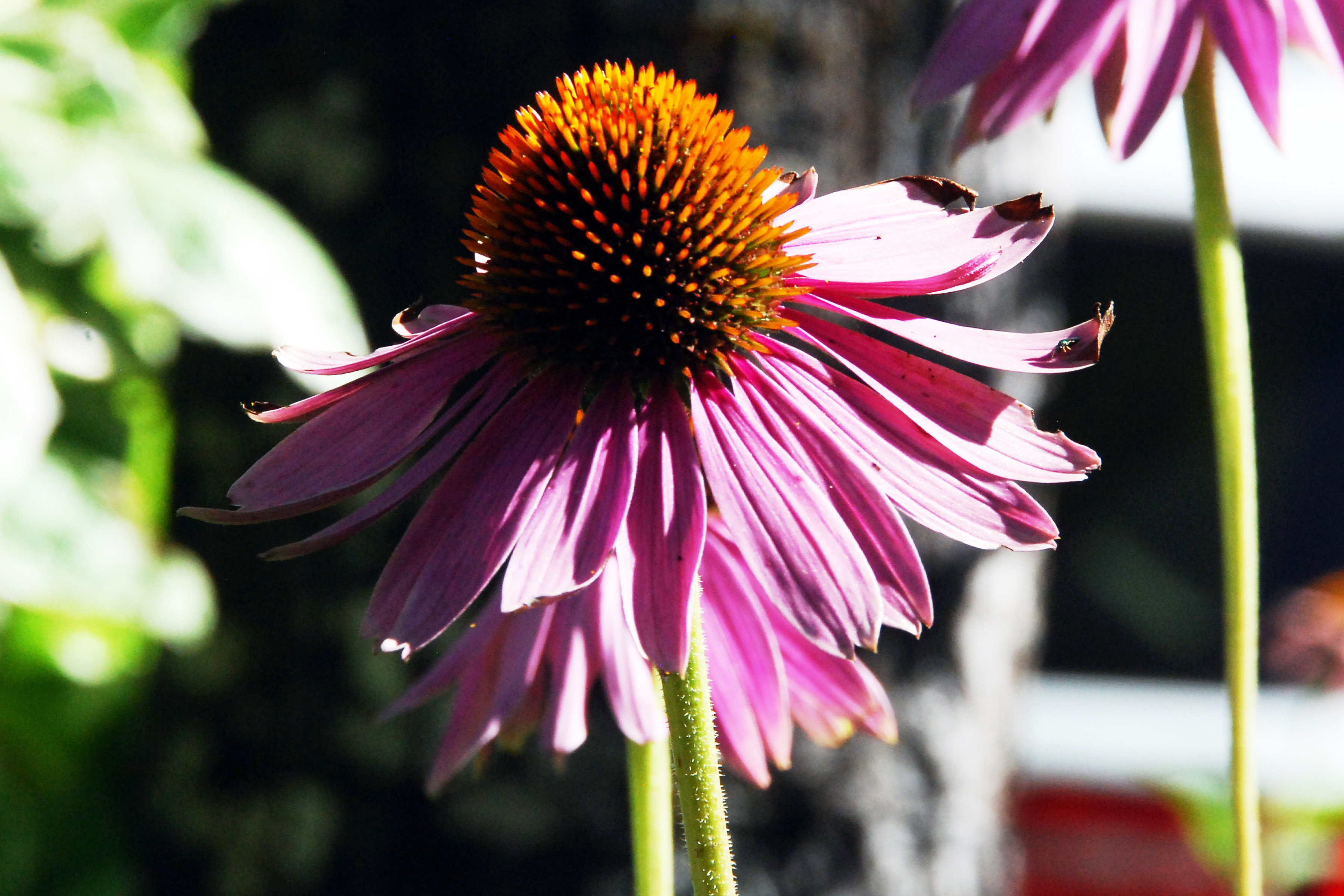 Simi Valley Corvettes