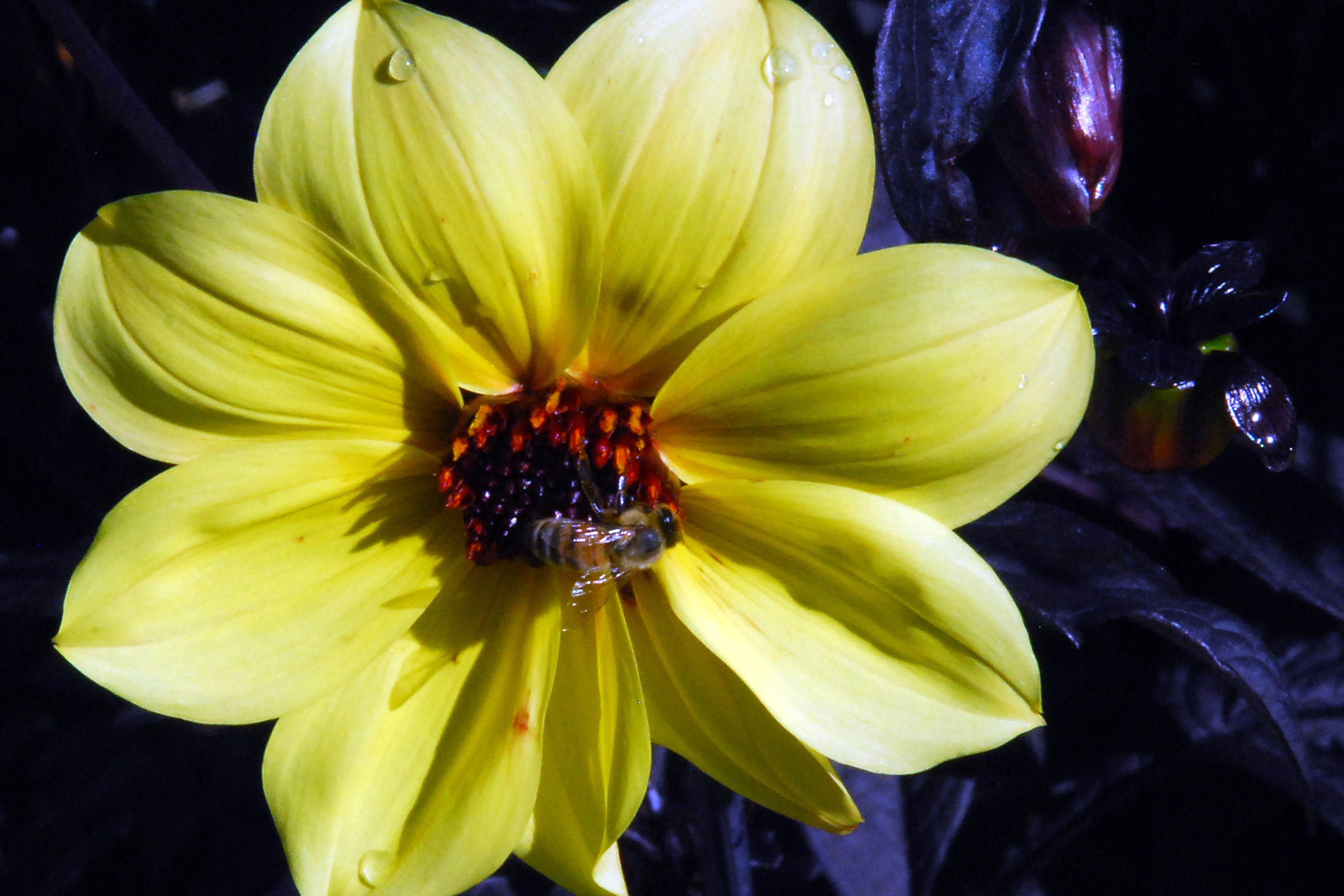Simi Valley Corvettes