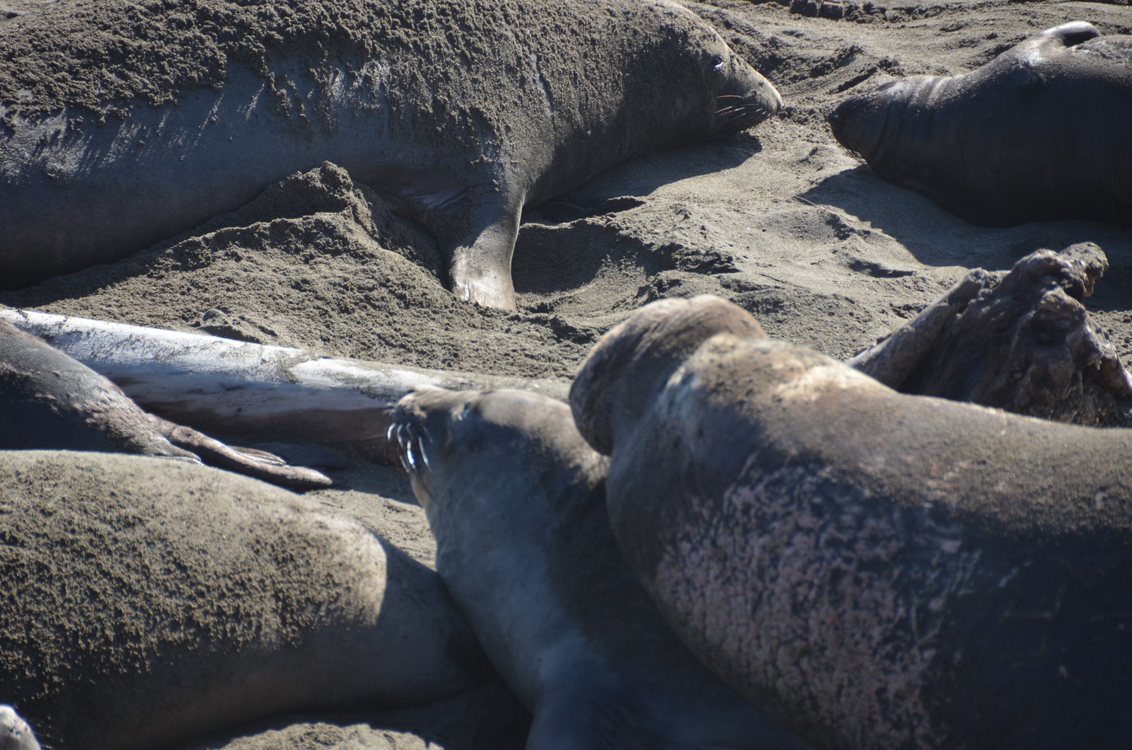 Simi Valley Corvettes