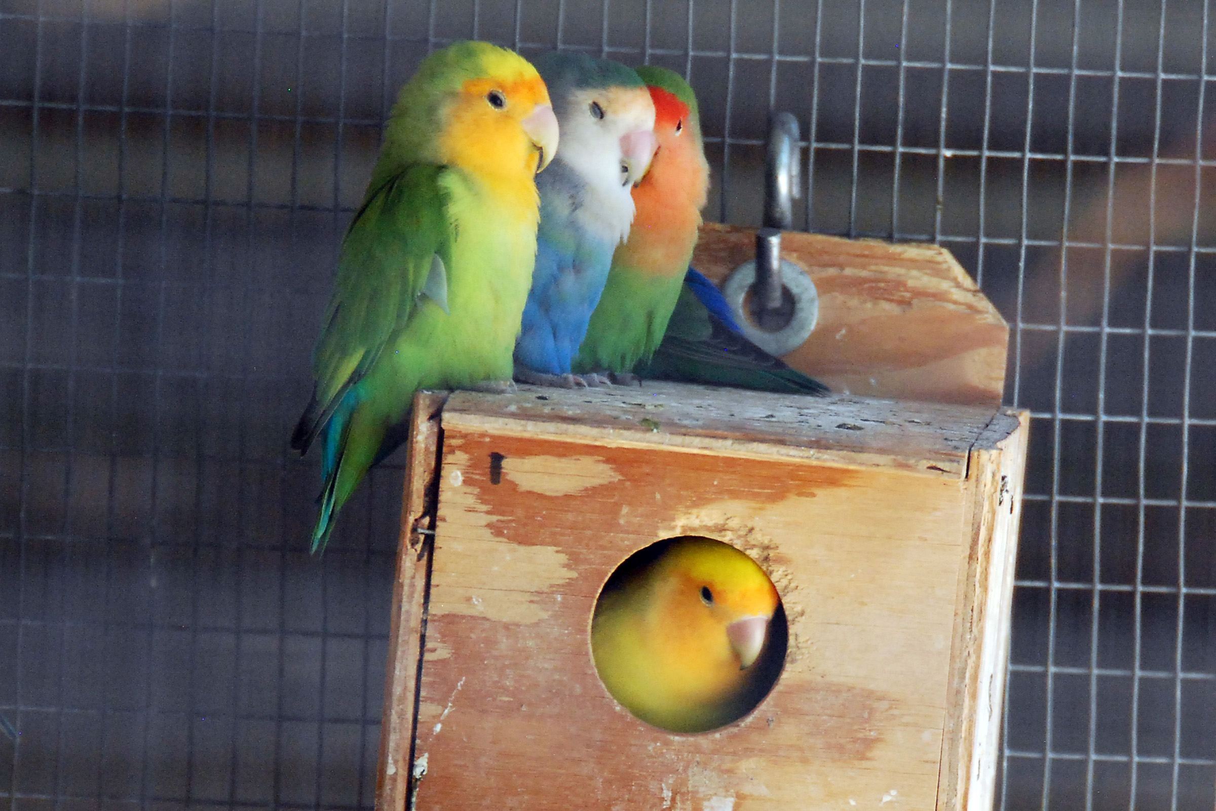 Simi Valley Corvettes
