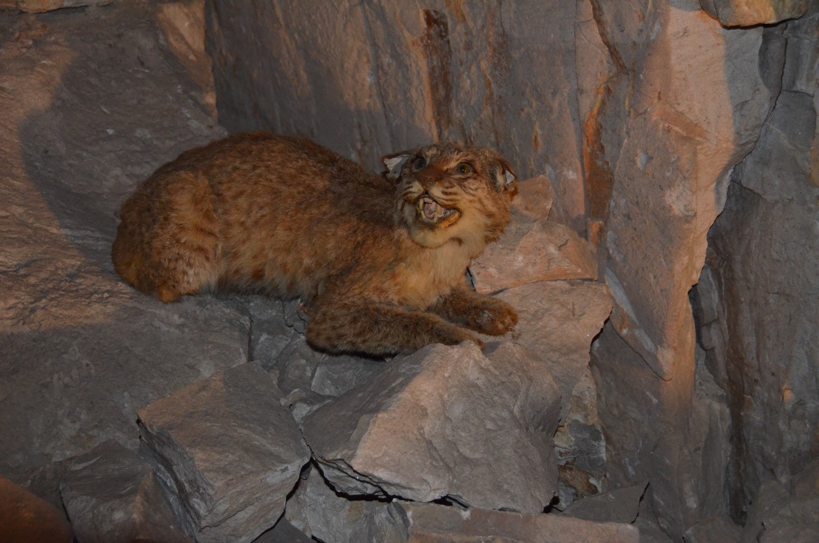 Simi Valley Corvettes