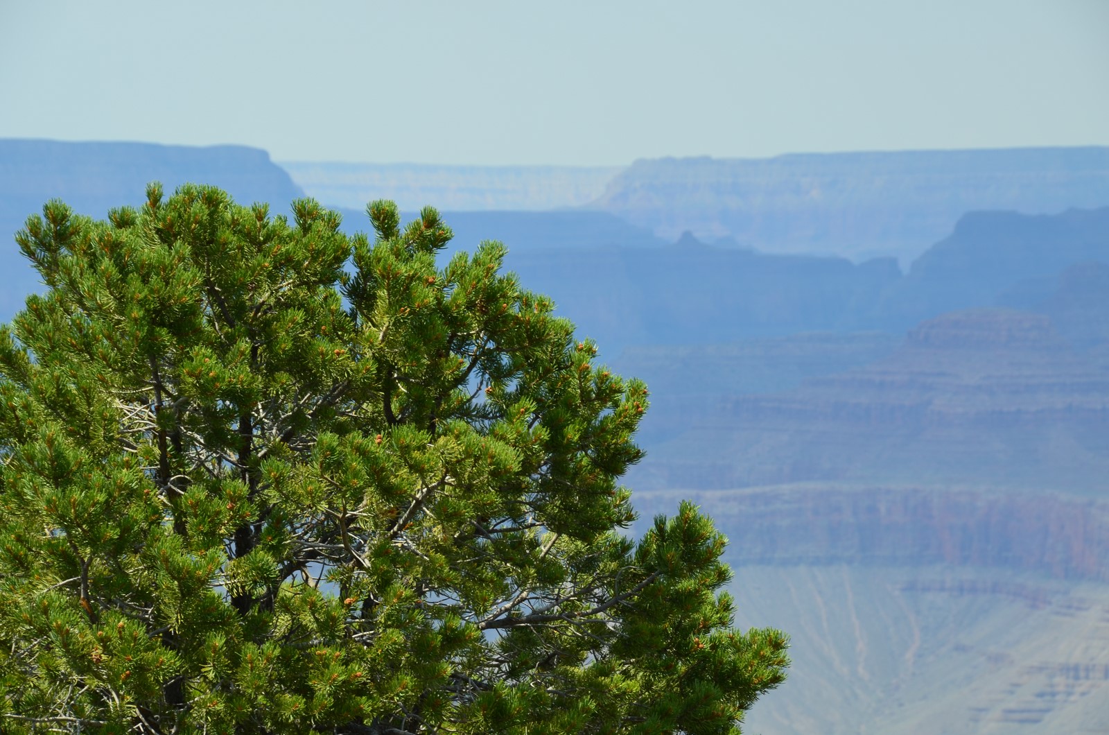 Simi Valley Corvettes