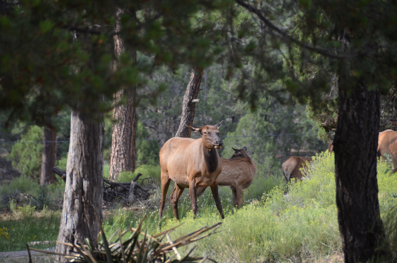 Simi Valley Corvettes