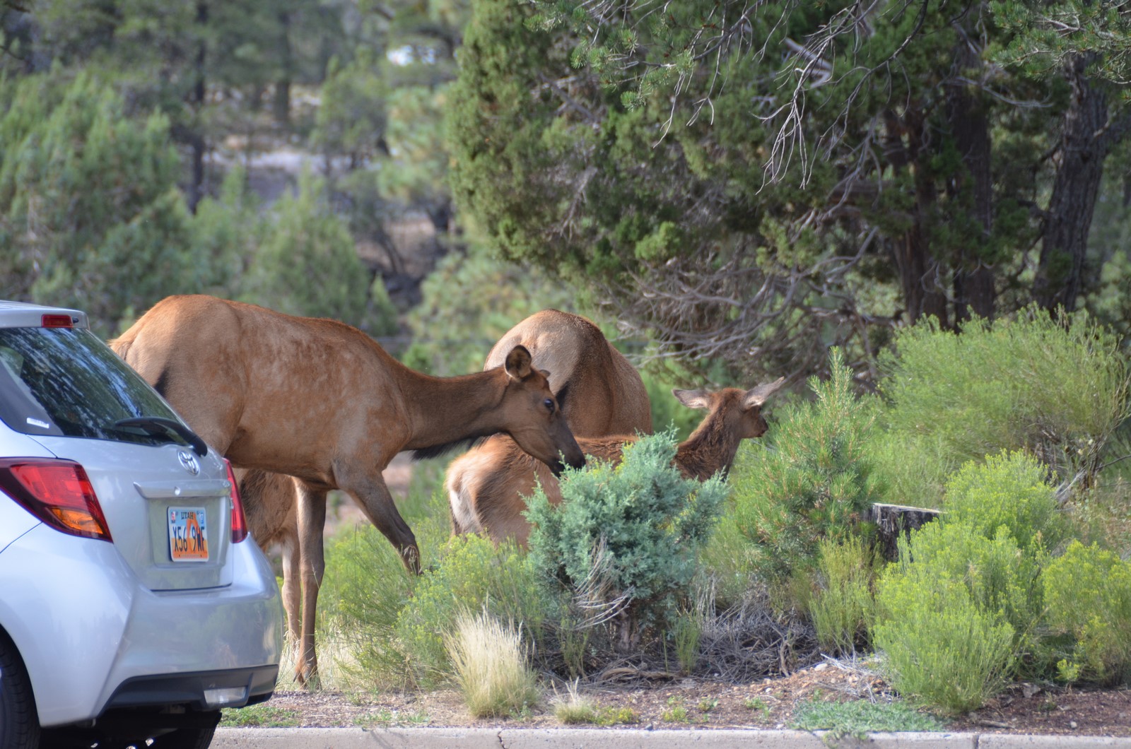 Simi Valley Corvettes