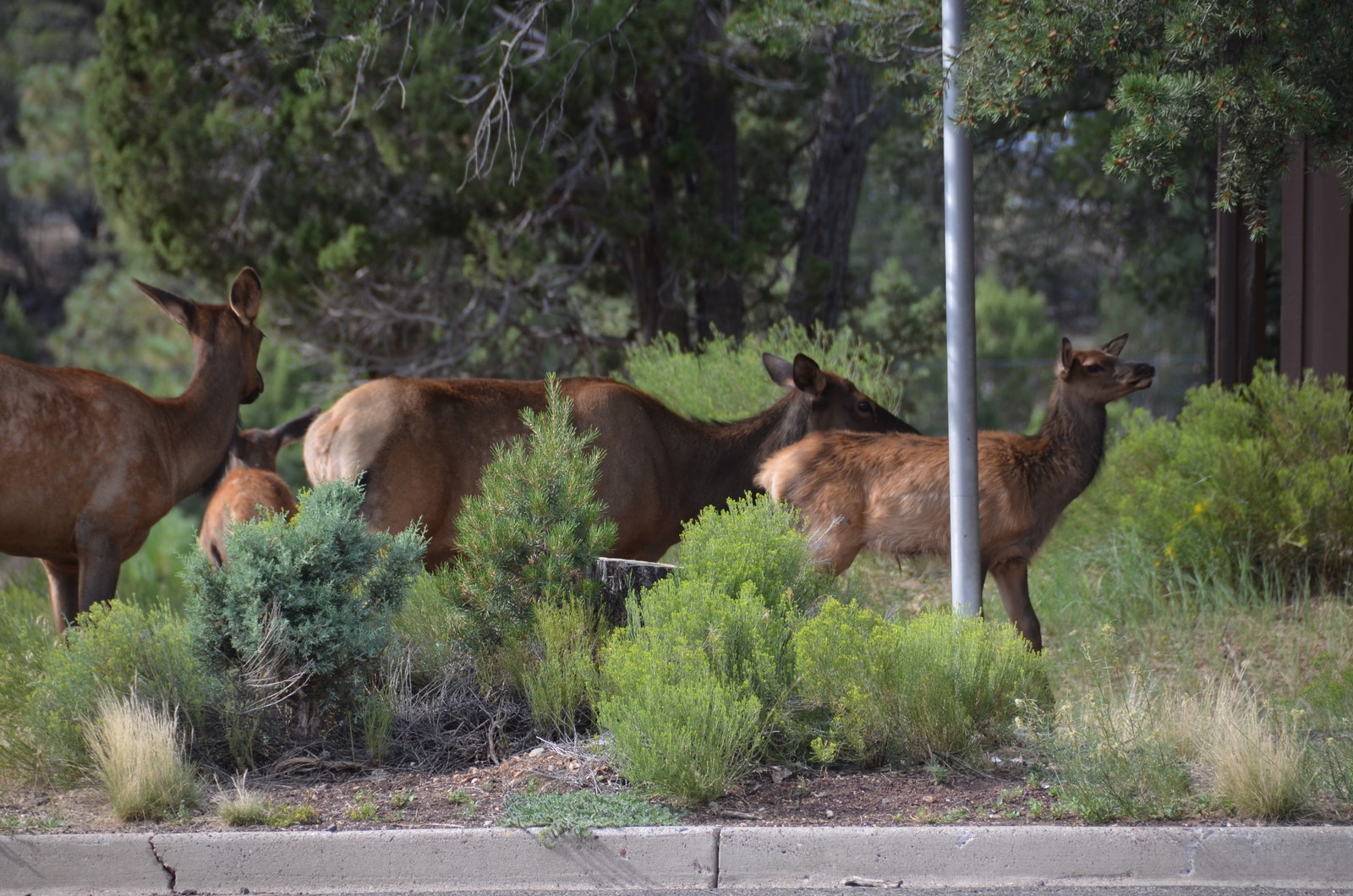 Simi Valley Corvettes
