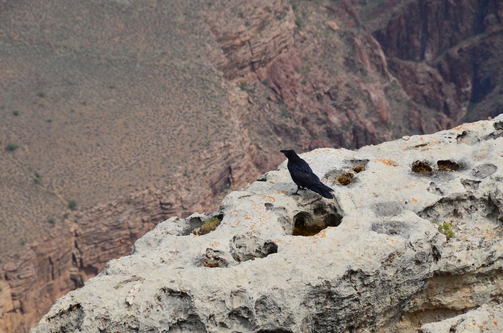 Simi Valley Corvettes