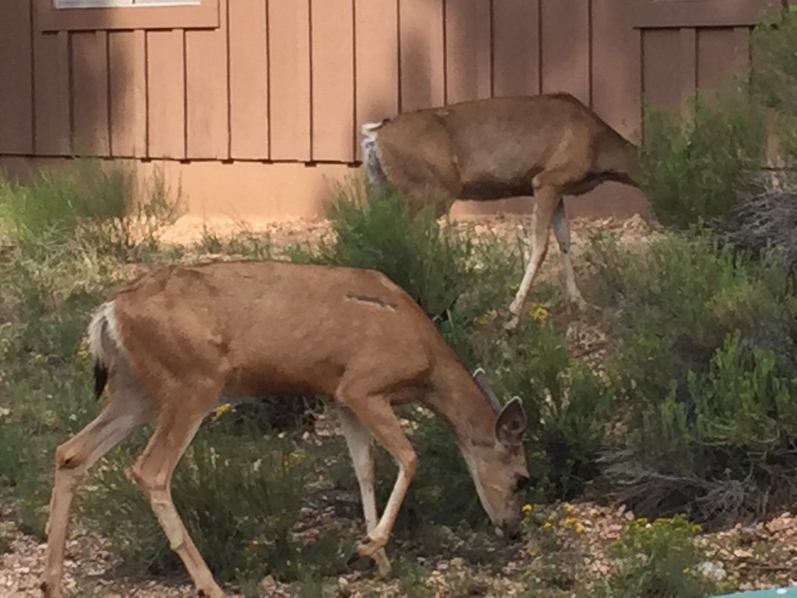 Simi Valley Corvettes